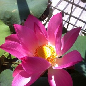 Meet your Posher, Nhat